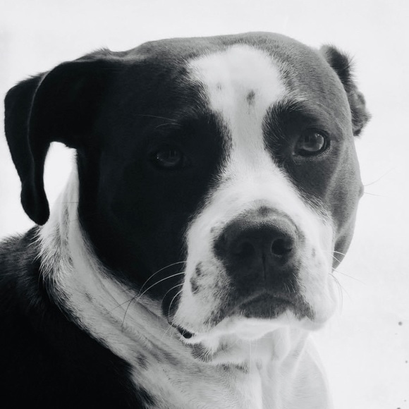 Meet your Posher, Gisela - Picture 5 of 8